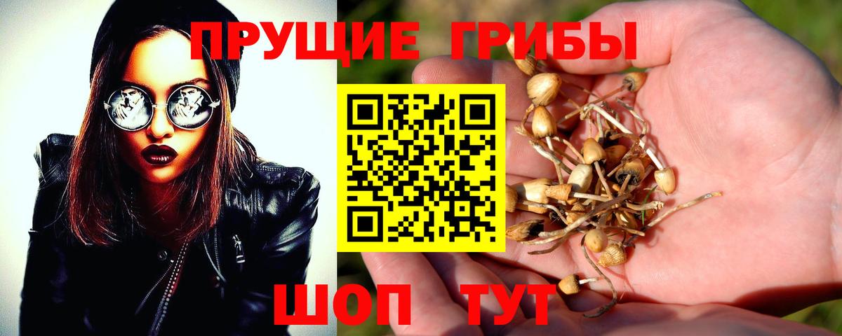 Псилоцибиновые грибы Cubensis Ливны